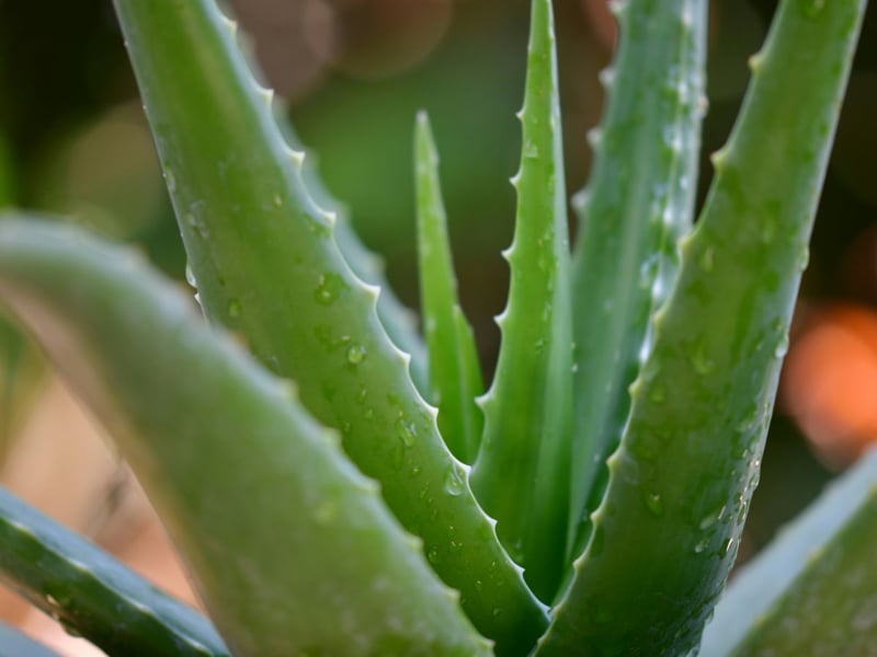 Het Aloe Vera Wonder: Jouw Gezondheid en Schoonheid Natuurlijk Transformeren
