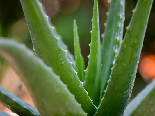 Het Aloe Vera Wonder: Jouw Gezondheid en Schoonheid Natuurlijk Transformeren